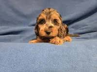 Cockapoo, a male Cockapoo for sale in Buffalo, NY – 3 of 4