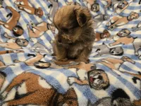 Shorkie, a male Shih Tzu and Yorkshire Terrier for sale in Buffalo, NY – 3 of 5