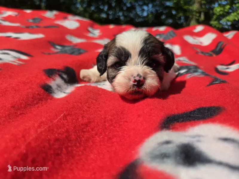 Bichon /Shih tzu  – Bichon Frise, Shih Tzu puppy for sale in Buffalo, NY