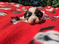 Bichon /Shih tzu , a male Bichon Frise and Shih Tzu for sale in Buffalo, NY – 1 of 4
