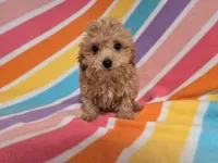 Poodle /Bichon, a female Bichon Frise and Poodle - Miniature  for sale in Buffalo, NY – 2 of 4
