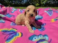 Cockapoo, a female Cockapoo for sale in Buffalo, NY – 3 of 5