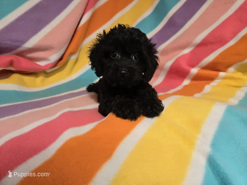 Cockapoo – Cockapoo puppy for sale in Buffalo, NY