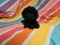Cockapoo, a female Cockapoo for sale in Buffalo, NY – 1 of 4