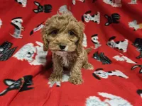 Cockapoo, a male Cockapoo for sale in Buffalo, NY – 3 of 4