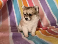 Pomchi , a female Chihuahua and Pomeranian for sale in Buffalo, NY – Photo 2 of 5