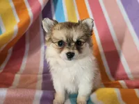 Pomchi , a female Chihuahua and Pomeranian for sale in Buffalo, NY – Photo 3 of 5