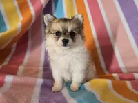 Pomchi , a female Chihuahua and Pomeranian for sale in Buffalo, NY – Photo 5 of 5