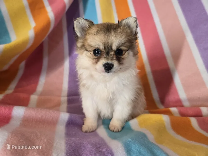 Pomchi  – Chihuahua, Pomeranian puppy for sale in Buffalo, NY