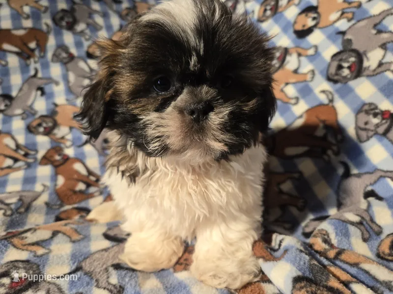 Shih tzu 