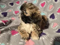 Shihtzu , a female Shih Tzu for sale in Buffalo, NY – Photo 6 of 6