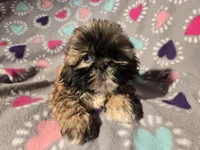 Shihtzu , a female Shih Tzu for sale in Buffalo, NY – Photo 5 of 6