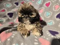 Shihtzu , a female Shih Tzu for sale in Buffalo, NY – Photo 1 of 6