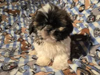 Shih tzu , a male Shih Tzu for sale in Buffalo, NY – Photo 4 of 5