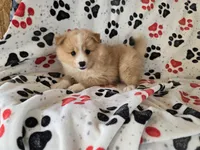 Pomchi, a male Pomchi for sale in Buffalo, NY – 3 of 4