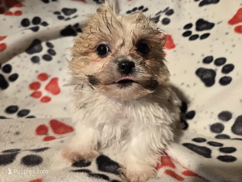 Bichon /Shih tzu 