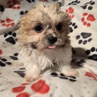 Bichon /Shih tzu , a male Bichon Frise and Shih Tzu for sale in Buffalo, NY – Photo 4 of 4