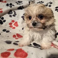 Bichon /Shih tzu , a male Bichon Frise and Shih Tzu for sale in Buffalo, NY – Photo 2 of 4