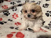 Bichon /Shih tzu , a male Bichon Frise and Shih Tzu for sale in Buffalo, NY – Photo 5 of 5