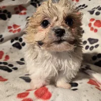 Bichon /Shih tzu , a male Bichon Frise and Shih Tzu for sale in Buffalo, NY – Photo 3 of 4