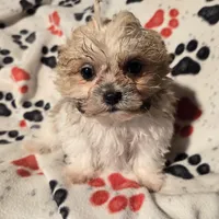 Bichon /Shih tzu , a male Bichon Frise and Shih Tzu for sale in Buffalo, NY – Photo 1 of 4