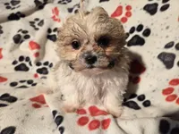 Bichon /Shih tzu , a male Bichon Frise and Shih Tzu for sale in Buffalo, NY – Photo 4 of 5