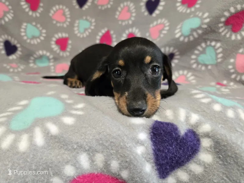 Mini Dachshund – Miniature Dachshund puppy for sale in Buffalo, NY