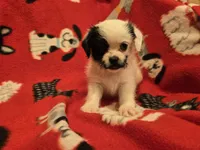 Maltese / Terrier, a male Maltese for sale in Buffalo, NY – 3 of 4