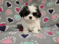 Shihtzu /Maltese , a female Maltese and Shih Tzu for sale in Buffalo, NY – 2 of 4