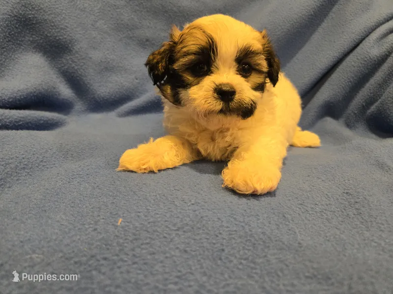 Maltese / Terrier – Maltese puppy for sale in Buffalo, NY