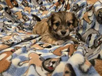 Chihuahua /Maltese, a male Chihuahua and Maltese for sale in Buffalo, NY – 3 of 4