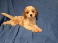 Cavapoo, a female Cavapoo for sale in Buffalo, NY – 5 of 5
