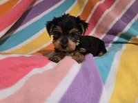 Yorkie Terrier, a female Yorkshire Terrier for sale in Buffalo, NY – 5 of 5