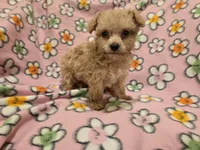 Yorkiepoo /Maltese, a female Yorkipoo and Maltese for sale in Buffalo, NY – 4 of 4