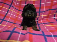 Cockapoo, a female Cockapoo for sale in Buffalo, NY – 4 of 4