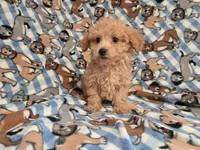 Bichon /Poodle, a male Bichon Frise and Poodle - Miniature  for sale in Buffalo, NY – 2 of 4