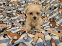 Yorkiepoo /Maltese, a male Yorkipoo and Maltese for sale in Buffalo, NY – 2 of 4