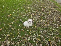 Shihtzu /maltese, a male Maltese and Shih Tzu for sale in Buffalo, NY – 2 of 3