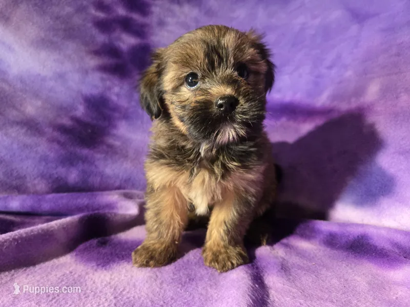 Yorkie /Havanese 