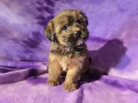 Yorkie /Havanese , a female Havanese and Yorkshire Terrier for sale in Buffalo, NY – Photo 5 of 5
