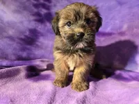 Yorkie /Havanese , a female Havanese and Yorkshire Terrier for sale in Buffalo, NY – Photo 4 of 5