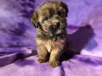 Yorkie /Havanese , a female Havanese and Yorkshire Terrier for sale in Buffalo, NY – Photo 3 of 5