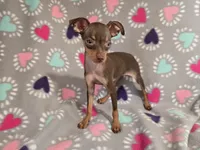 Mini Pinscher, a female Miniature Pinscher for sale in Buffalo, NY – 3 of 5