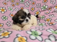 Shihtzu, a female Shih Tzu for sale in Buffalo, NY – 2 of 4