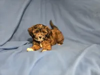 Shihpoo, a male Shihpoo for sale in Buffalo, NY – 2 of 4