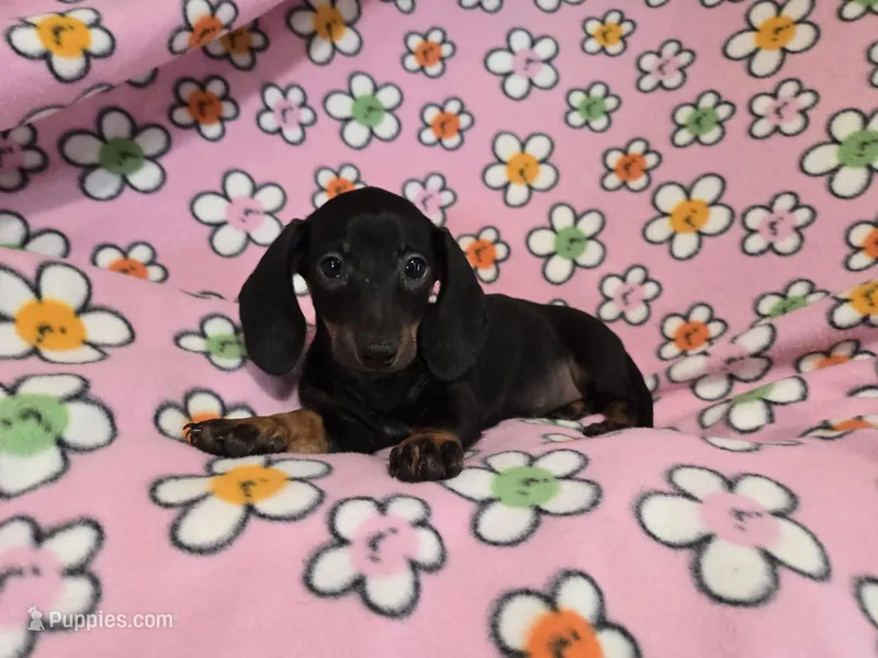 Mini Dachshund – Miniature Dachshund puppy for sale in Buffalo, NY