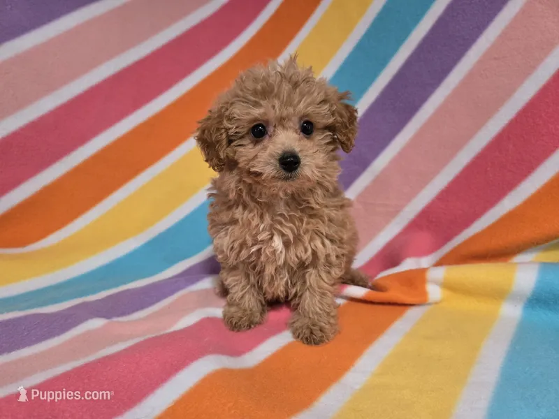 Poodle /Bichon – Bichon Frise, Poodle - Miniature  puppy for sale in Buffalo, NY