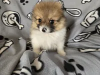 Pomeranian , a male Pomeranian for sale in Buffalo, NY – 4 of 5