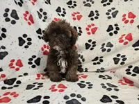 Shihpoo , a male Shihpoo for sale in Buffalo, NY – 5 of 5