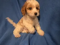 Cavapoo, a female Cavapoo for sale in Buffalo, NY – 2 of 5